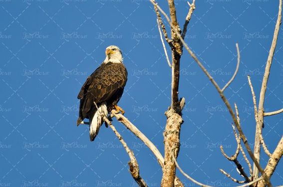 چشم انداز پرنده روی شاخه های درخت خشکیده