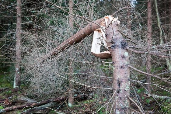 منظره و چشم انداز درخت خشکیده و شکسته