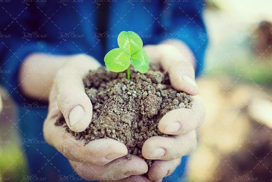 باغبانی  گل  خاک گلخانه