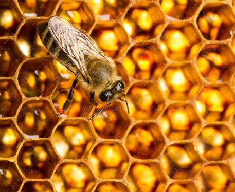 عسل زنبور عسل موم عسل 8
