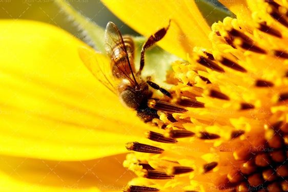 زنبور عسل گل و شهد گل 2