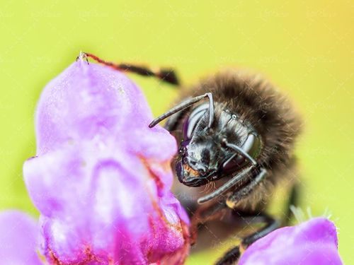 زنبور عسل گل و شهد گل 3