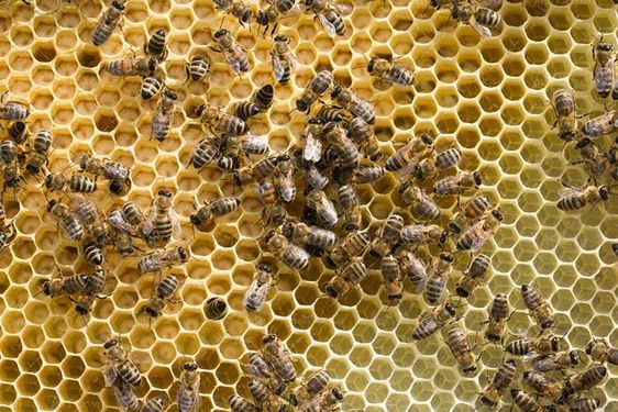 عسل زنبور عسل موم عسل 12