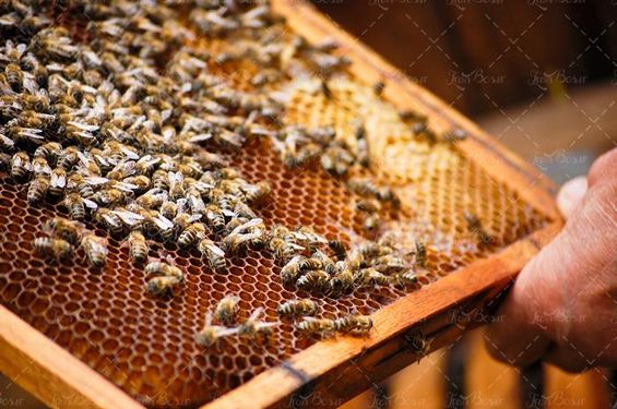 عسل زنبور عسل موم عسل 16