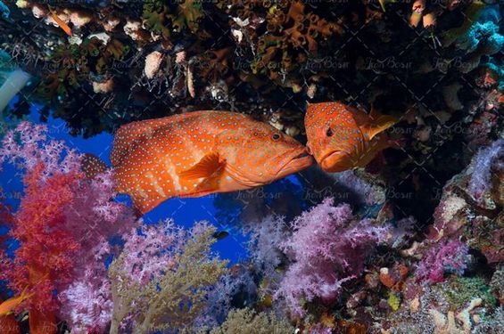 ماهی دریا آبزیان اعماق اقیانوس 6