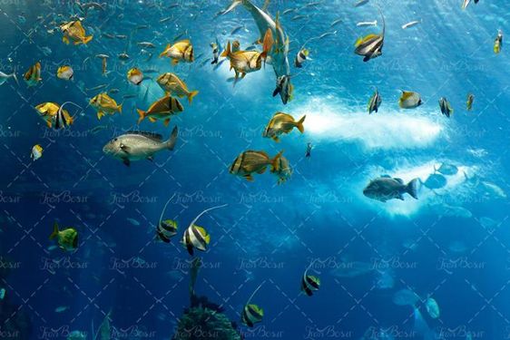 ماهی دریا آبزیان اعماق اقیانوس 15