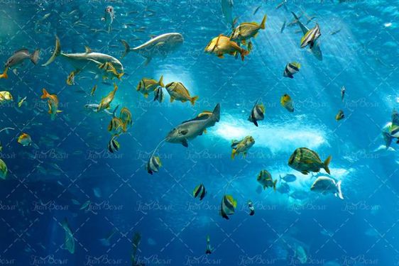 ماهی دریا آبزیان اعماق اقیانوس 16