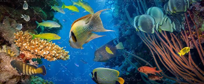 ماهی دریا آبزیان اعماق اقیانوس 20