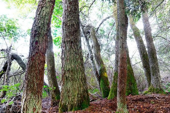 منظره و چشم انداز درخت سبز و خزه جنگل 2