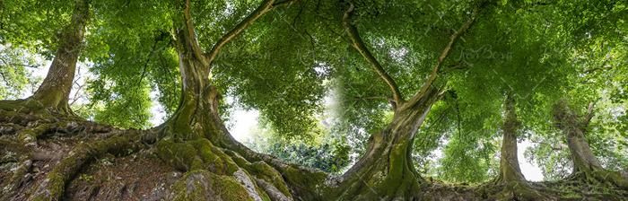 منظره و چشم انداز درخت سبز و خزه جنگل 3