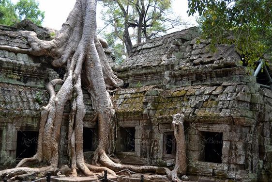 منظره و چشم انداز خانه جنگلی و تنه ی درخت