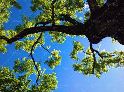 منظره و چشم انداز درخت سبز و نور خوشید 2