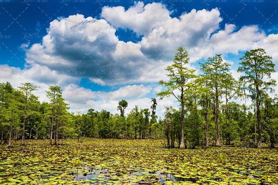 منظره و چشم انداز درختان سبز مرداب آسمان آبی