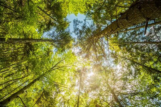 منظره و چشم انداز درخت سبز و نور خوشید 3