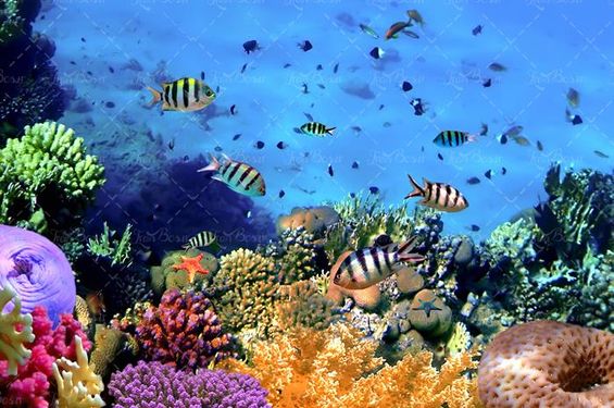 ماهی دریا آبزیان اعماق اقیانوس 25