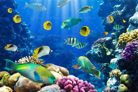 ماهی دریا آبزیان اعماق اقیانوس 27