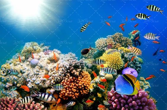 ماهی دریا آبزیان اعماق اقیانوس 29