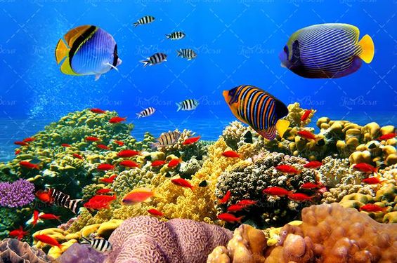 ماهی دریا آبزیان اعماق اقیانوس 30