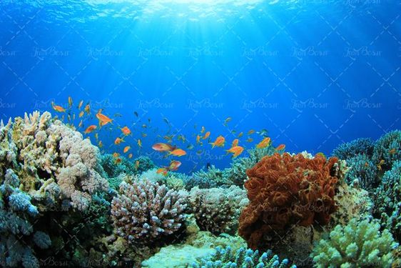ماهی دریا آبزیان اعماق اقیانوس 31