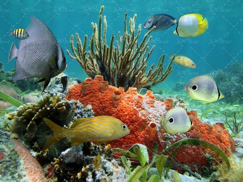 ماهی دریا آبزیان اعماق اقیانوس 37