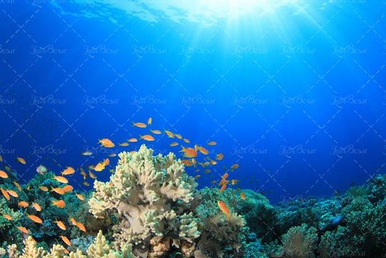 ماهی دریا آبزیان اعماق اقیانوس 39