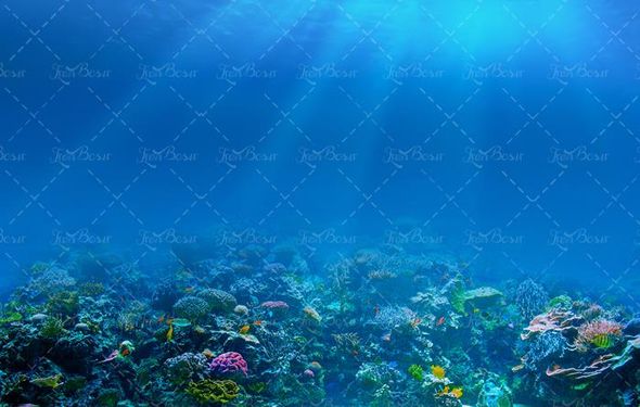 ماهی دریا آبزیان اعماق اقیانوس 40
