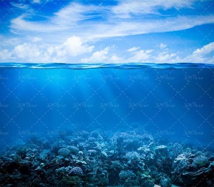 ماهی دریا آبزیان اعماق اقیانوس 41