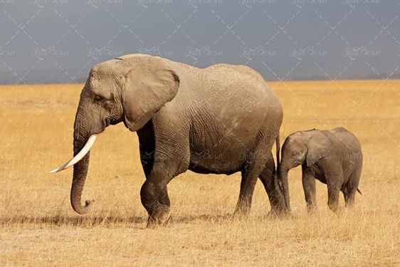 بهار منظره طبیعت چشم انداز فیل کویر 4