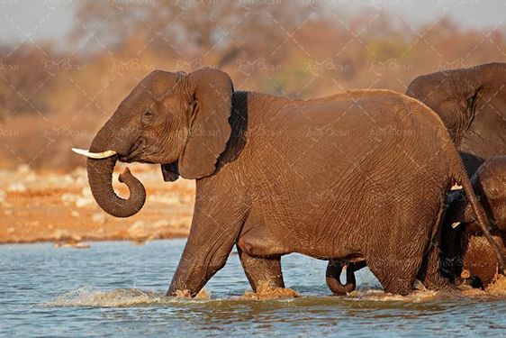 بهار منظره طبیعت چشم انداز فیل کویر رودخانه