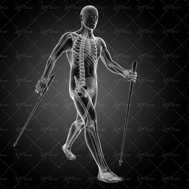 اسکت بدن آناتومی بدن استخوان