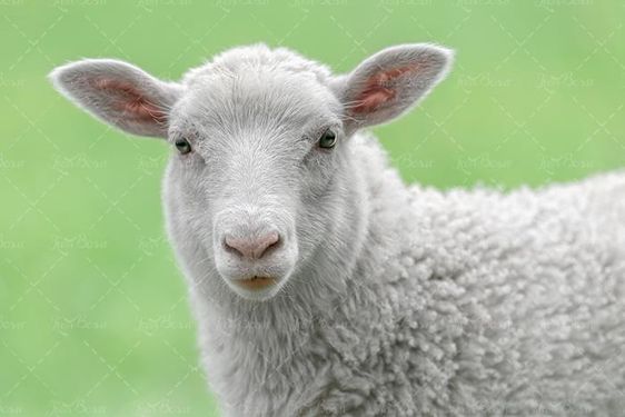 مزرعه چراگاه دام داری گوسفند دام پروری لبنیات گوسفندی 7