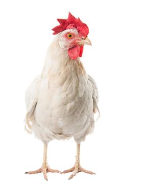 مرغ محلی مرغداری پرورش مرغ پرورش طیور 3