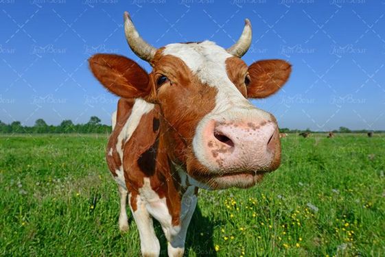 حیوانات اهلی دامداری گاو گاوداری 8