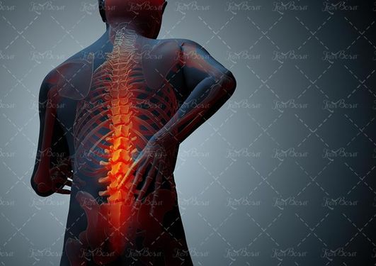 رگ های عصبی نخاع ستون فقرات فیزیوتراپی 3