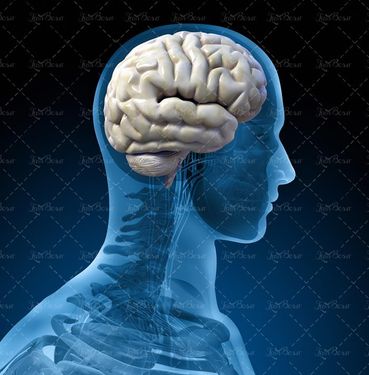 مغز و اعصاب آناتومی بدن بیماری عصبی