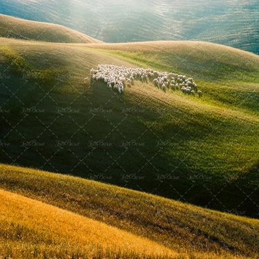 مزرعه چراگاه گله گوسفند مراتع سرسبز کوه های سرسبز