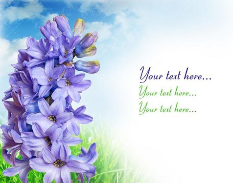 گل فروشی گل طبیعی گل سنبل