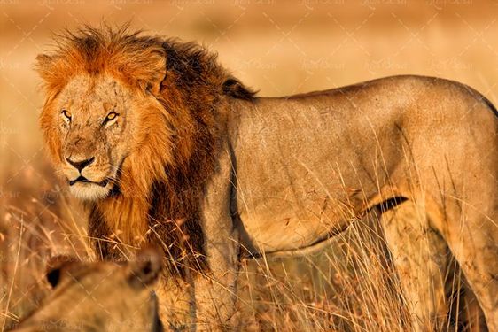 حیات وحش شیر  حیوانات درنده 2
