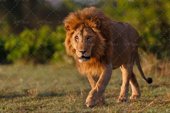 حیات وحش شیر  حیوانات درنده 8