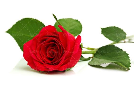 گل رز گل فروشی  گل طبیعی