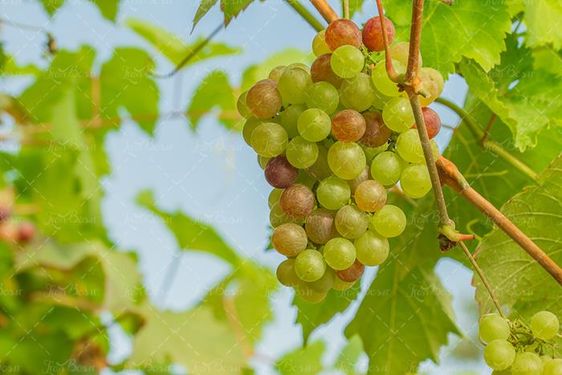 خوشه انگور باغ انگور میوه 2