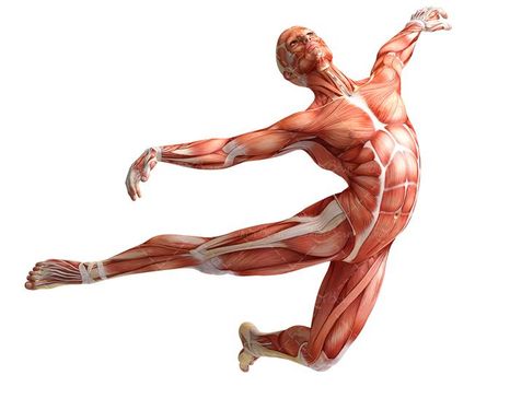 آناتومی بدن اسکلت اندام بدن ورزشکار عضله 5