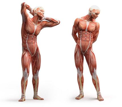 آناتومی بدن اسکلت اندام بدن ورزشکار عضله 9