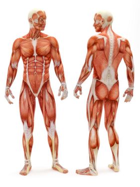 آناتومی بدن اسکلت اندام بدن ورزشکار عضله 11