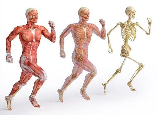 آناتومی بدن اسکلت اندام بدن ورزشکار عضله 12