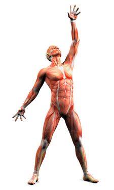 آناتومی بدن اسکلت اندام بدن ورزشکار عضله 13