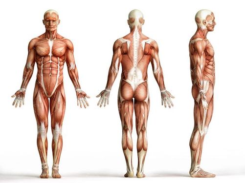 آناتومی بدن اسکلت اندام بدن ورزشکار عضله 14