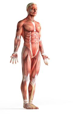 آناتومی بدن اسکلت اندام بدن ورزشکار عضله 16