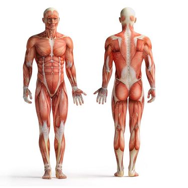 آناتومی بدن اسکلت اندام بدن ورزشکار عضله 17