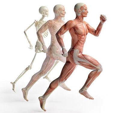 آناتومی بدن اسکلت اندام بدن ورزشکار عضله 18